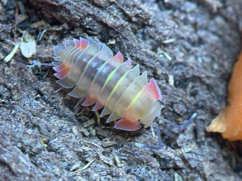 Ardentiella Aurora