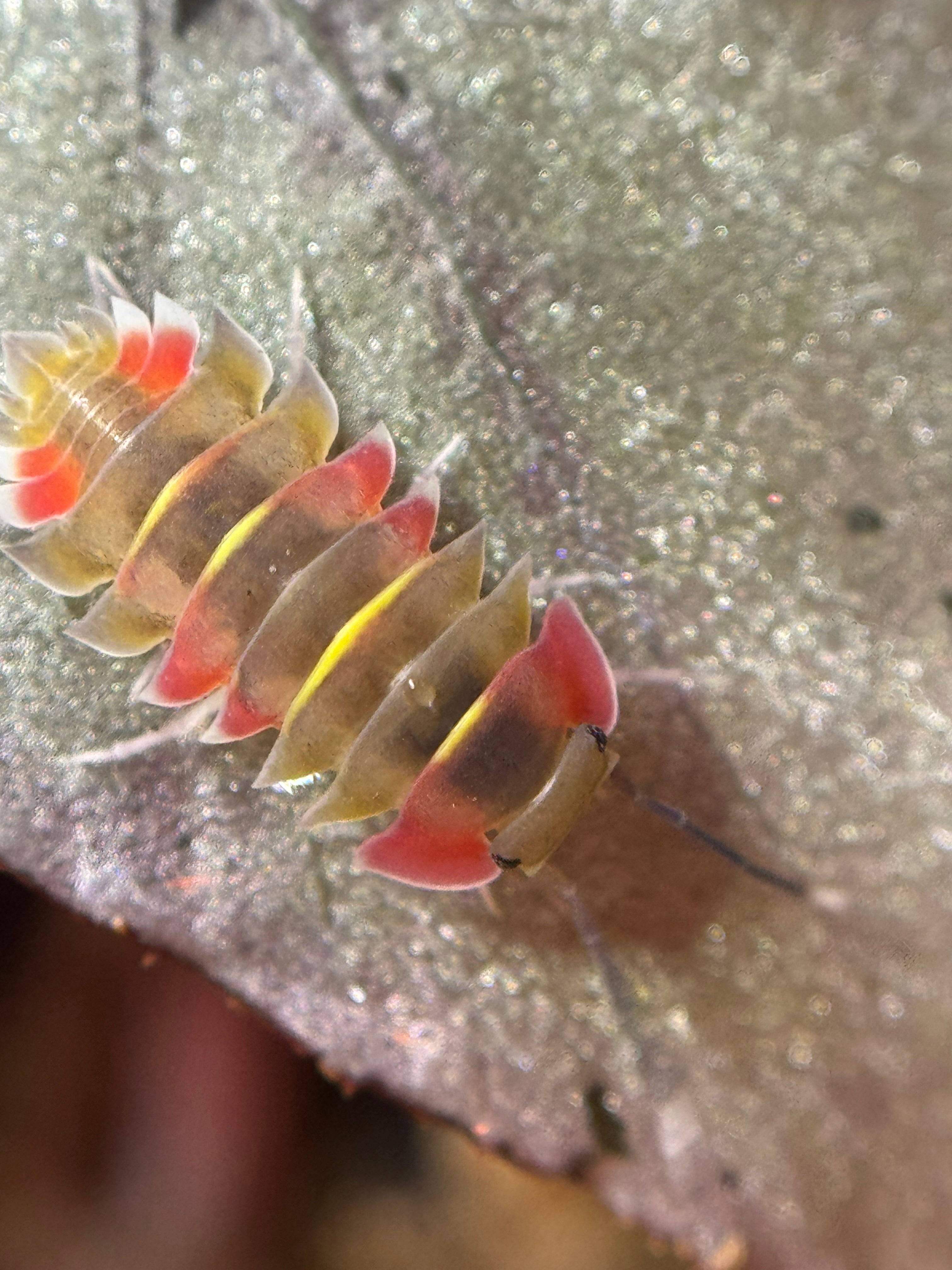 Ardentiella Aurora