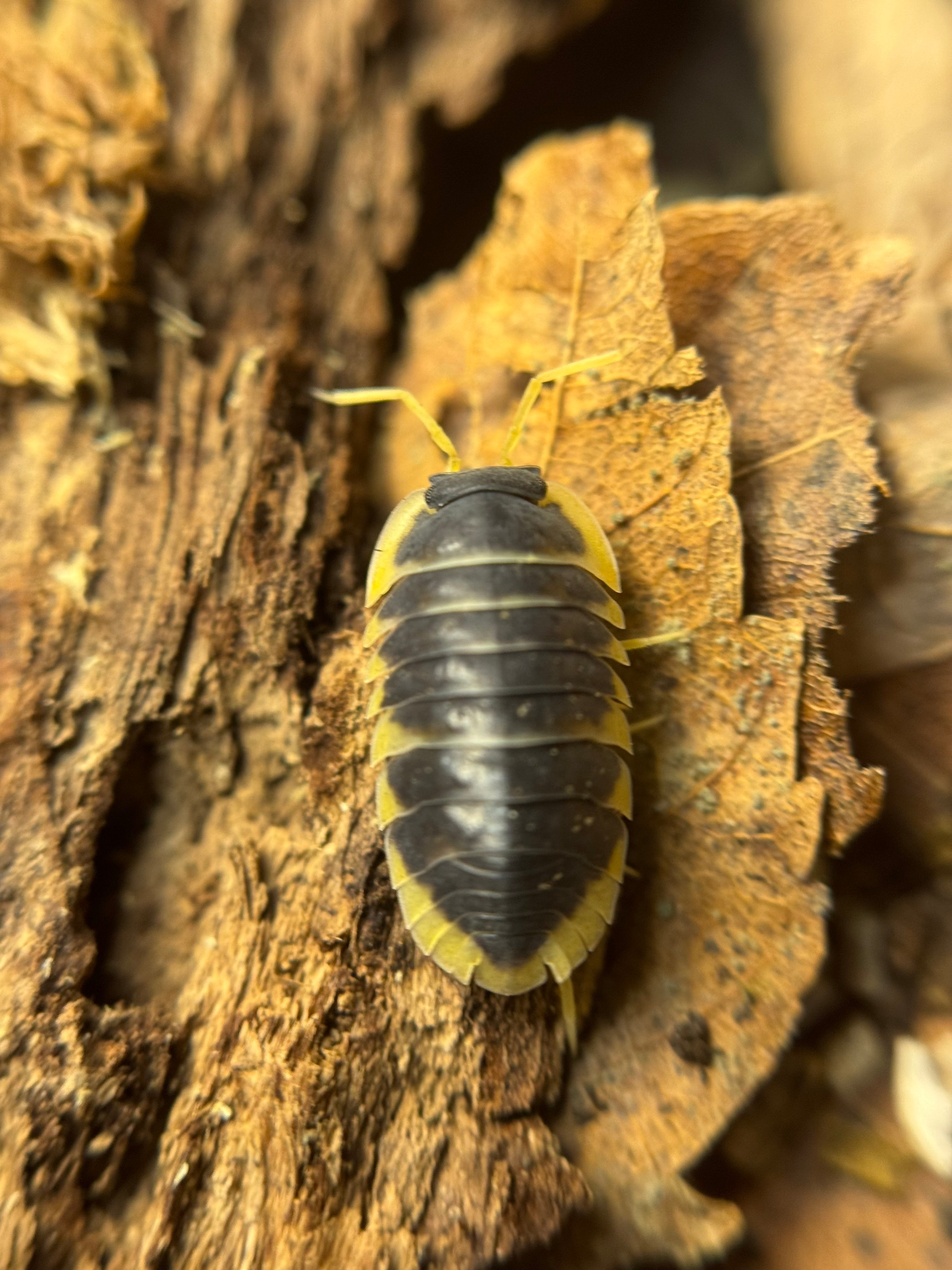 Ardentiella Milky Edge