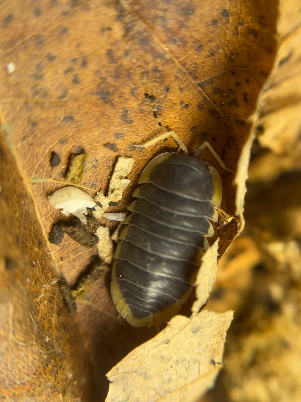 Ardentiella Milky Edge