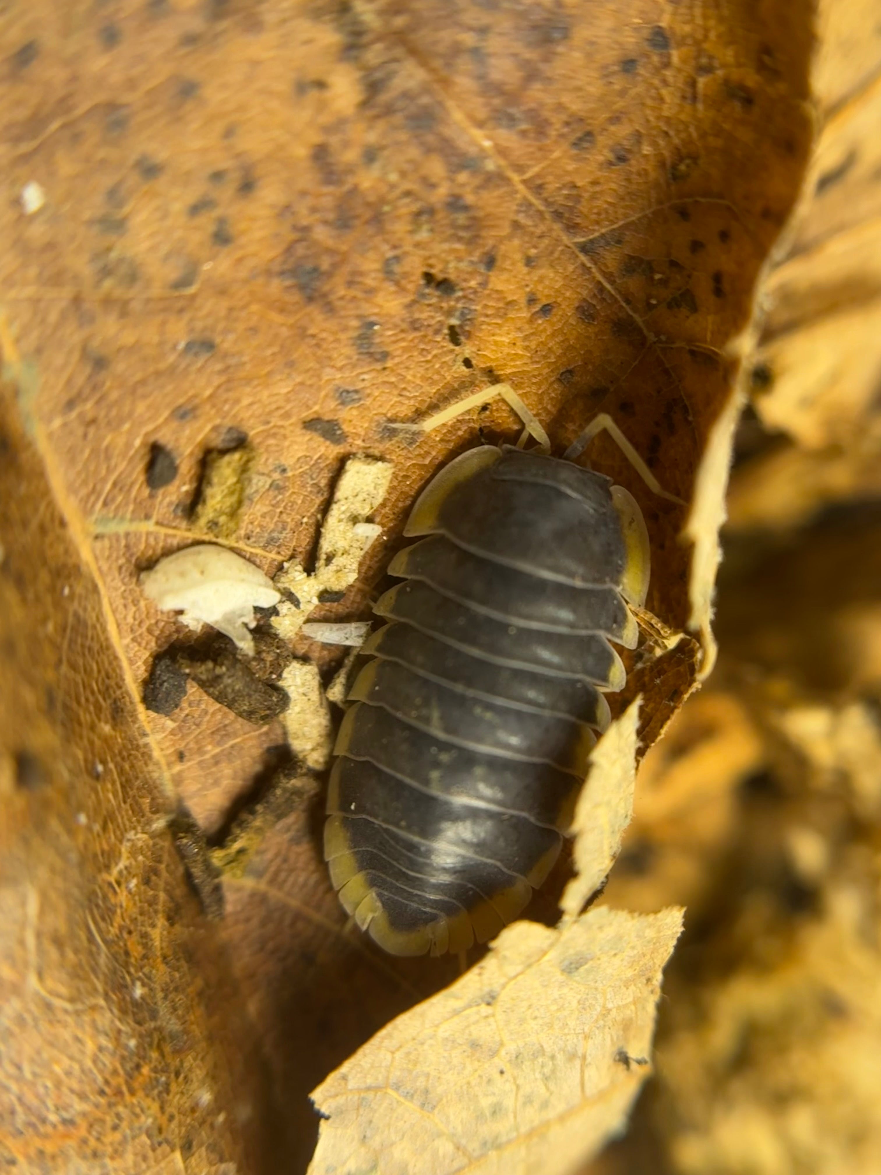 Ardentiella Milky Edge