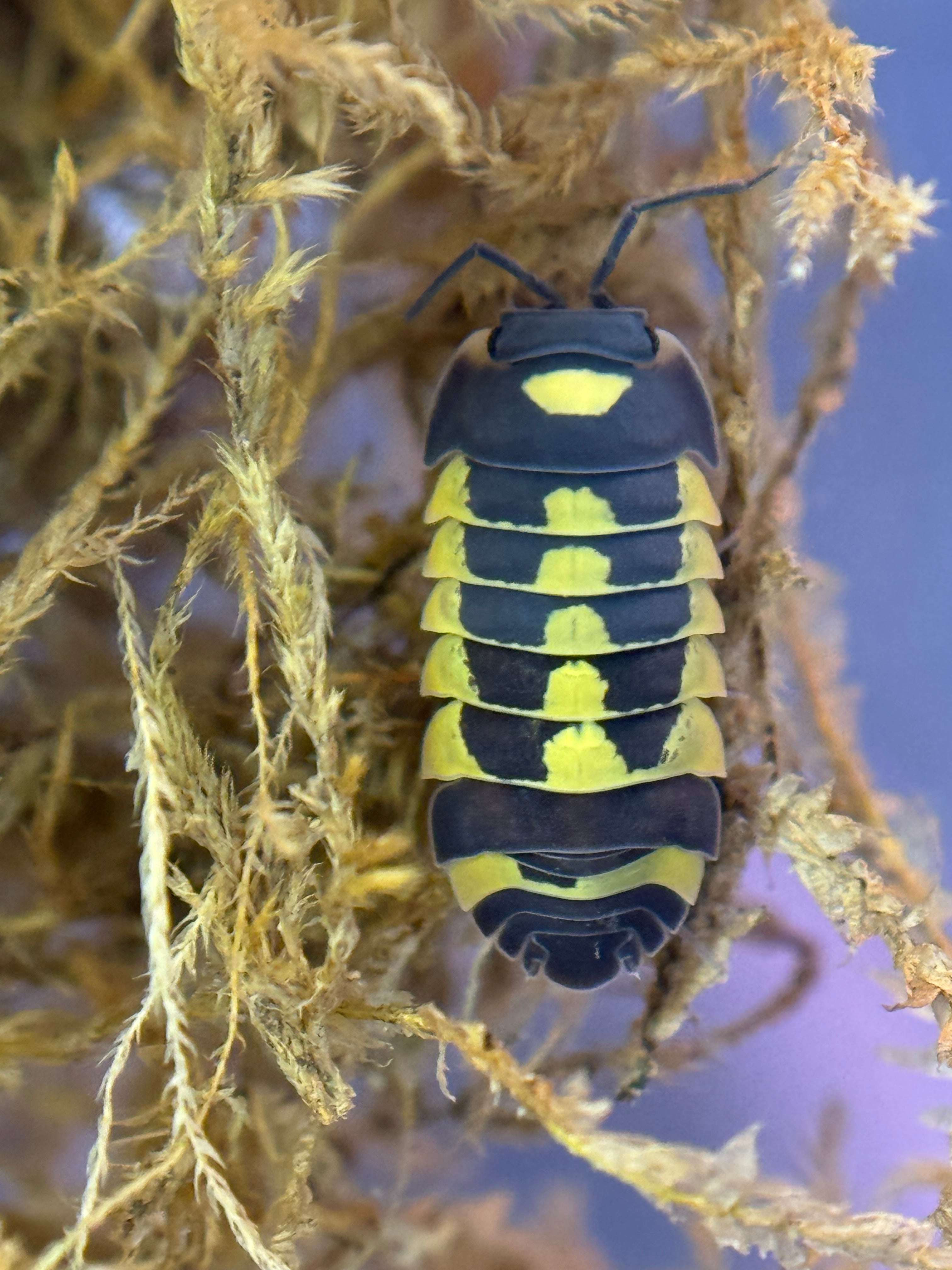 Ardentiella Yellow Hornet