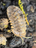 Isopoda Crocodillo