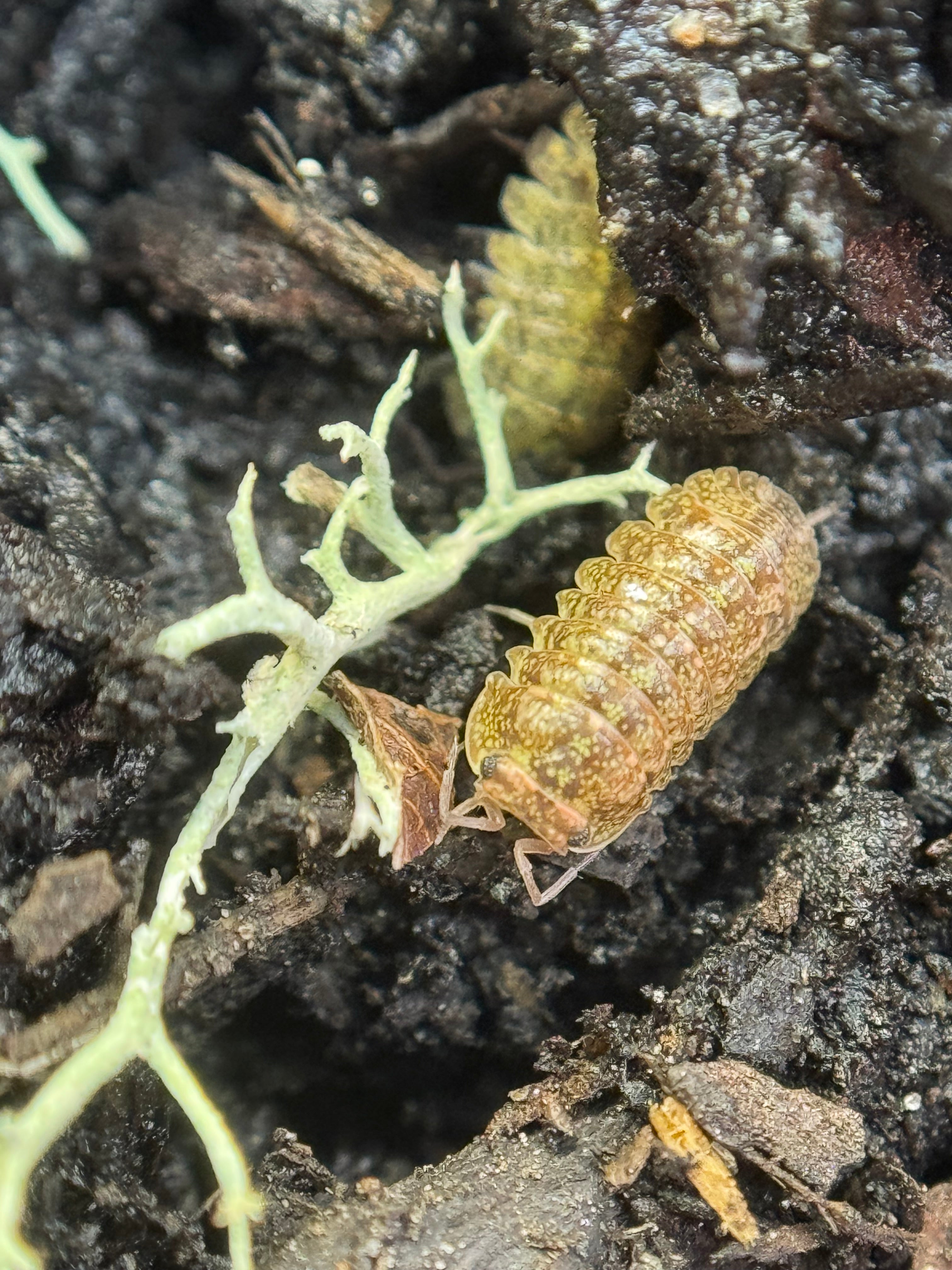 Isopoda Cosmic Dust