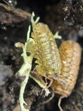 Isopoda Cosmic Dust