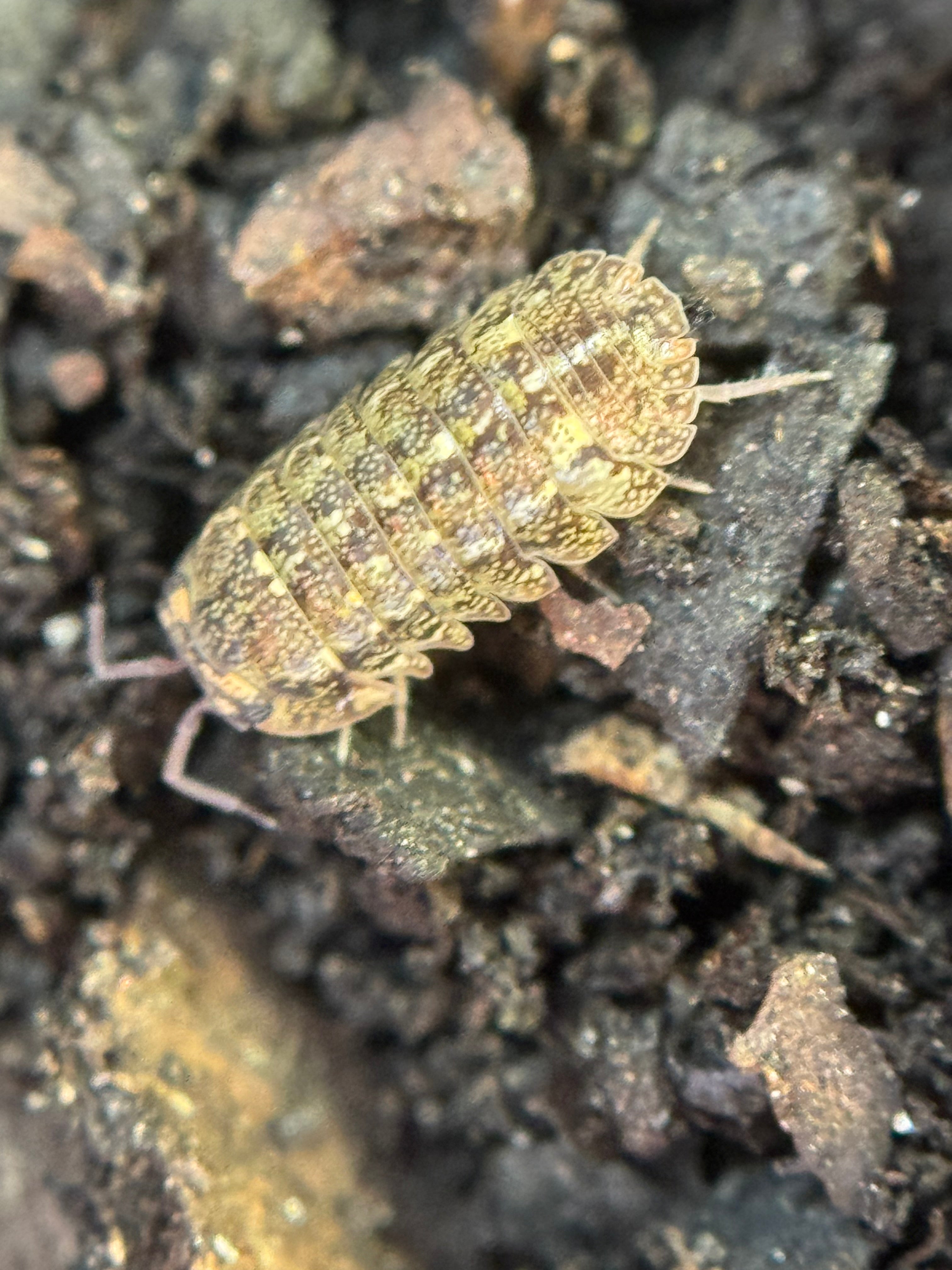 Isopoda Cosmic Dust
