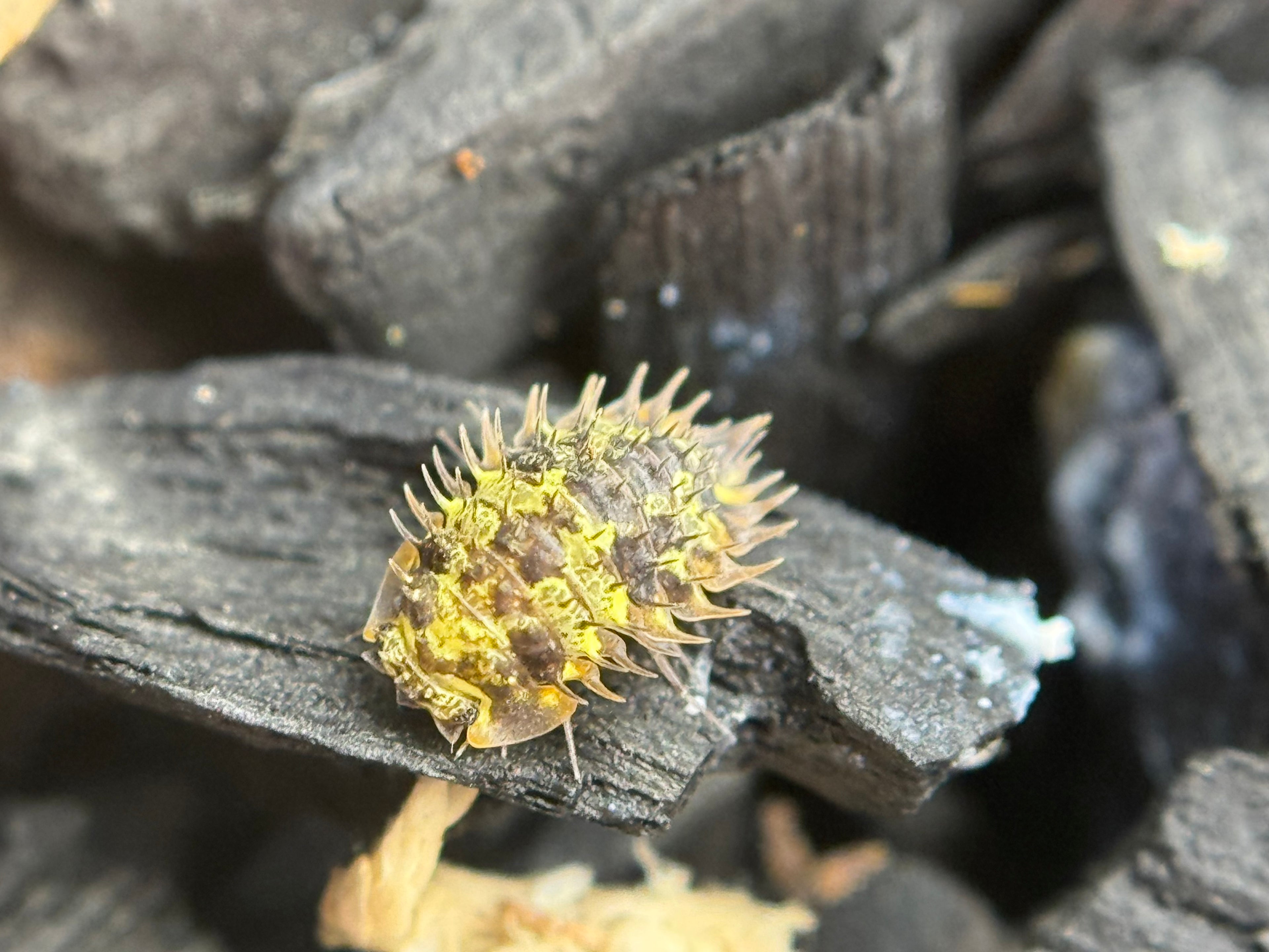 Laureola Dryad