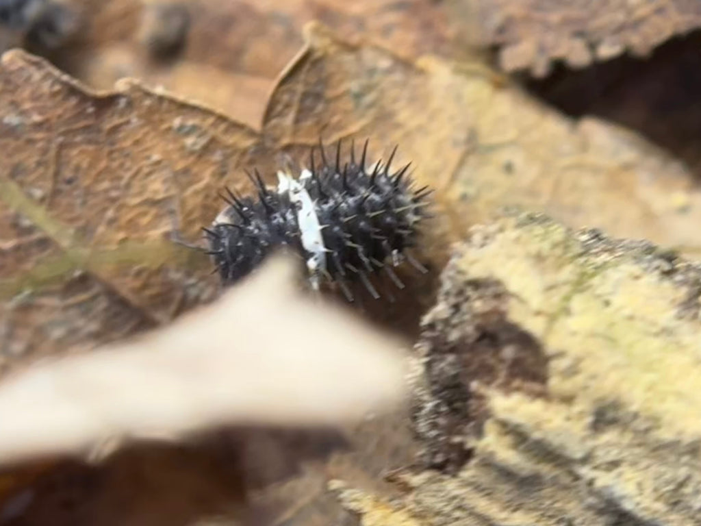 Laureola Panda