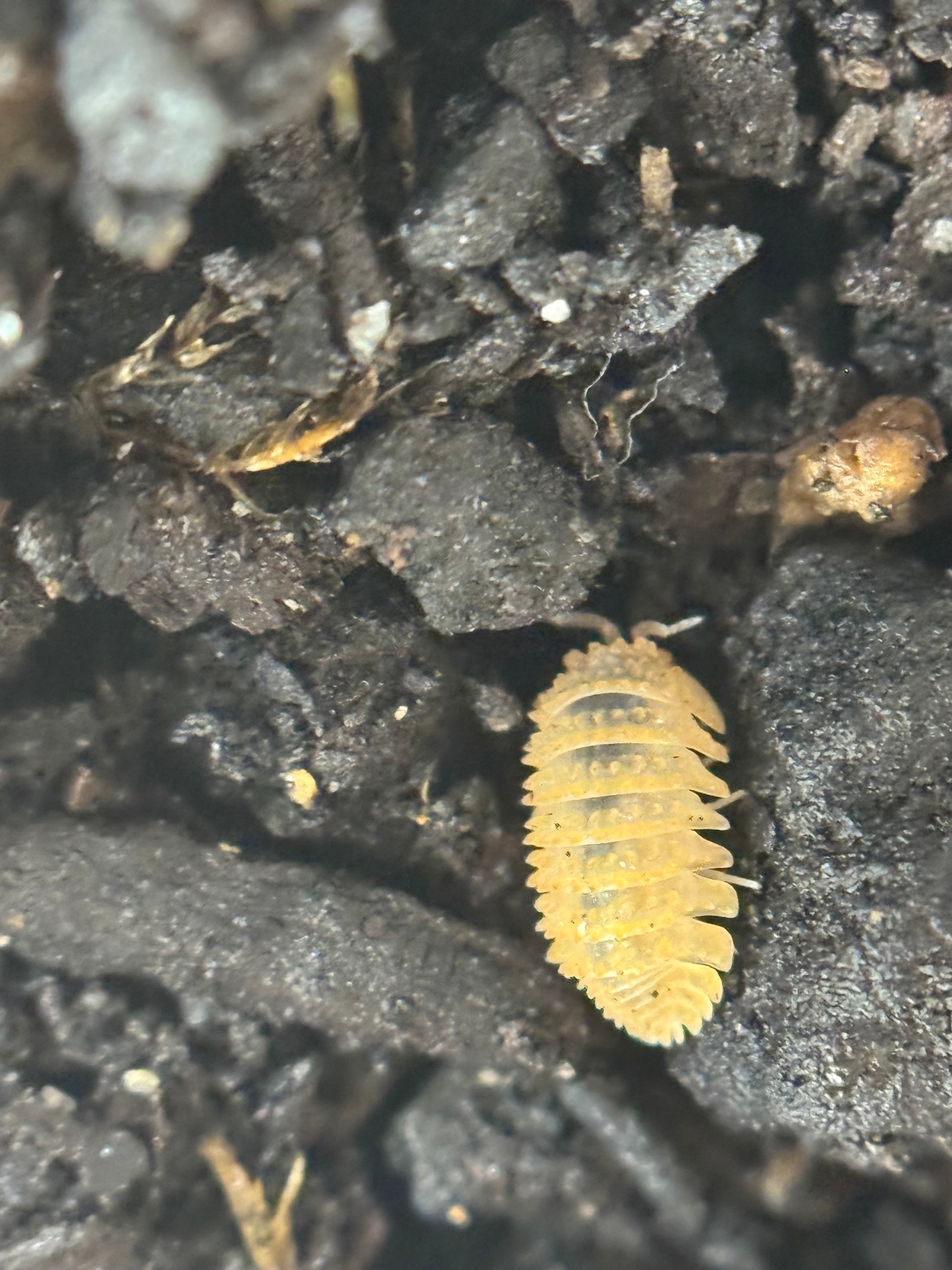 Cristarmadillidium Muricatum