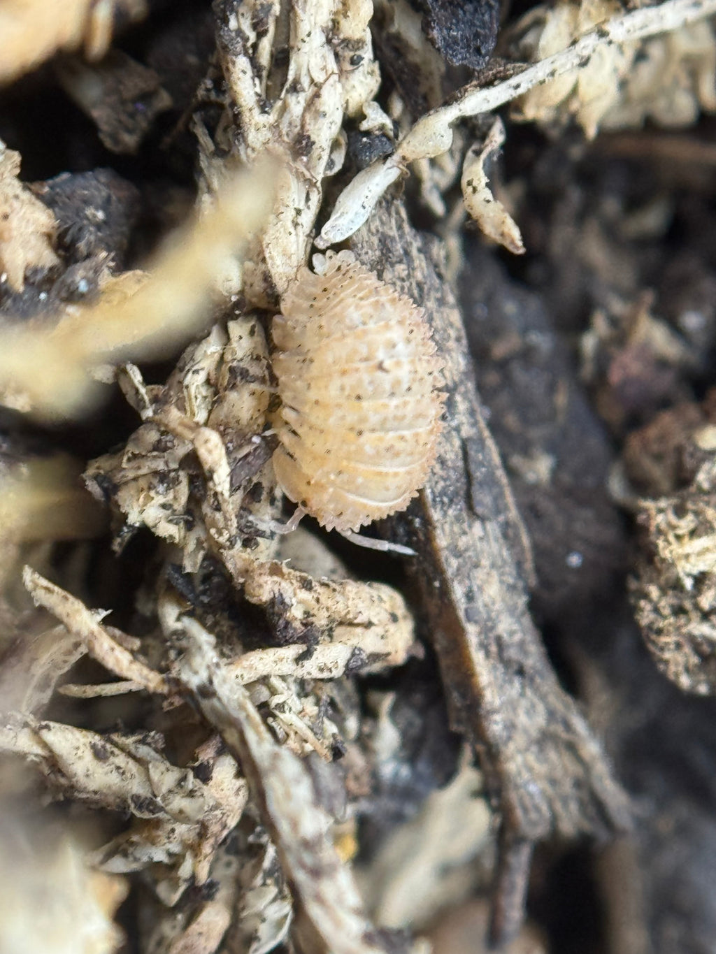 Cristarmadillidium Muricatum