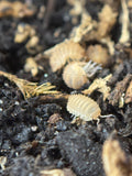 Cristarmadillidium Muricatum