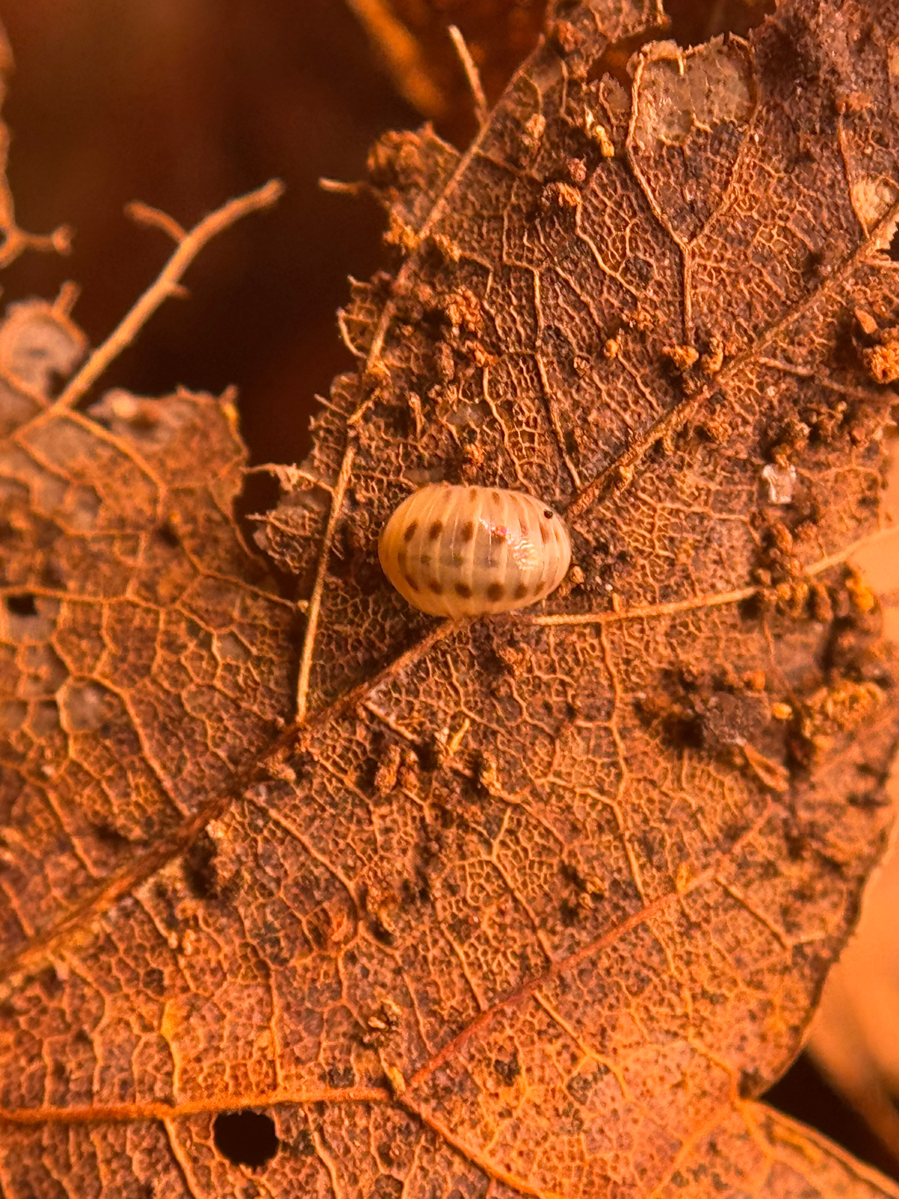 Hyleoglomeris nigromaculata
