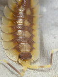 Porcellio Expansus Autumnal Equinox