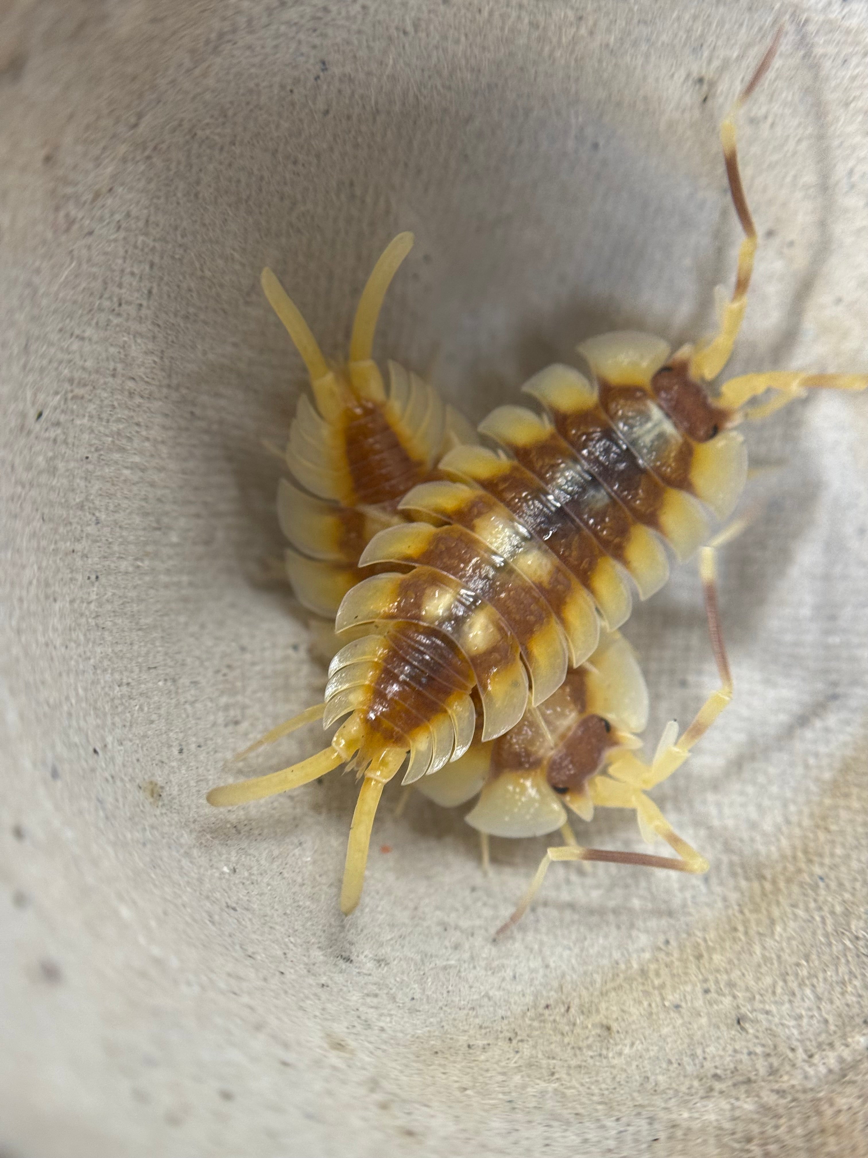 Porcellio Expansus Autumnal Equinox