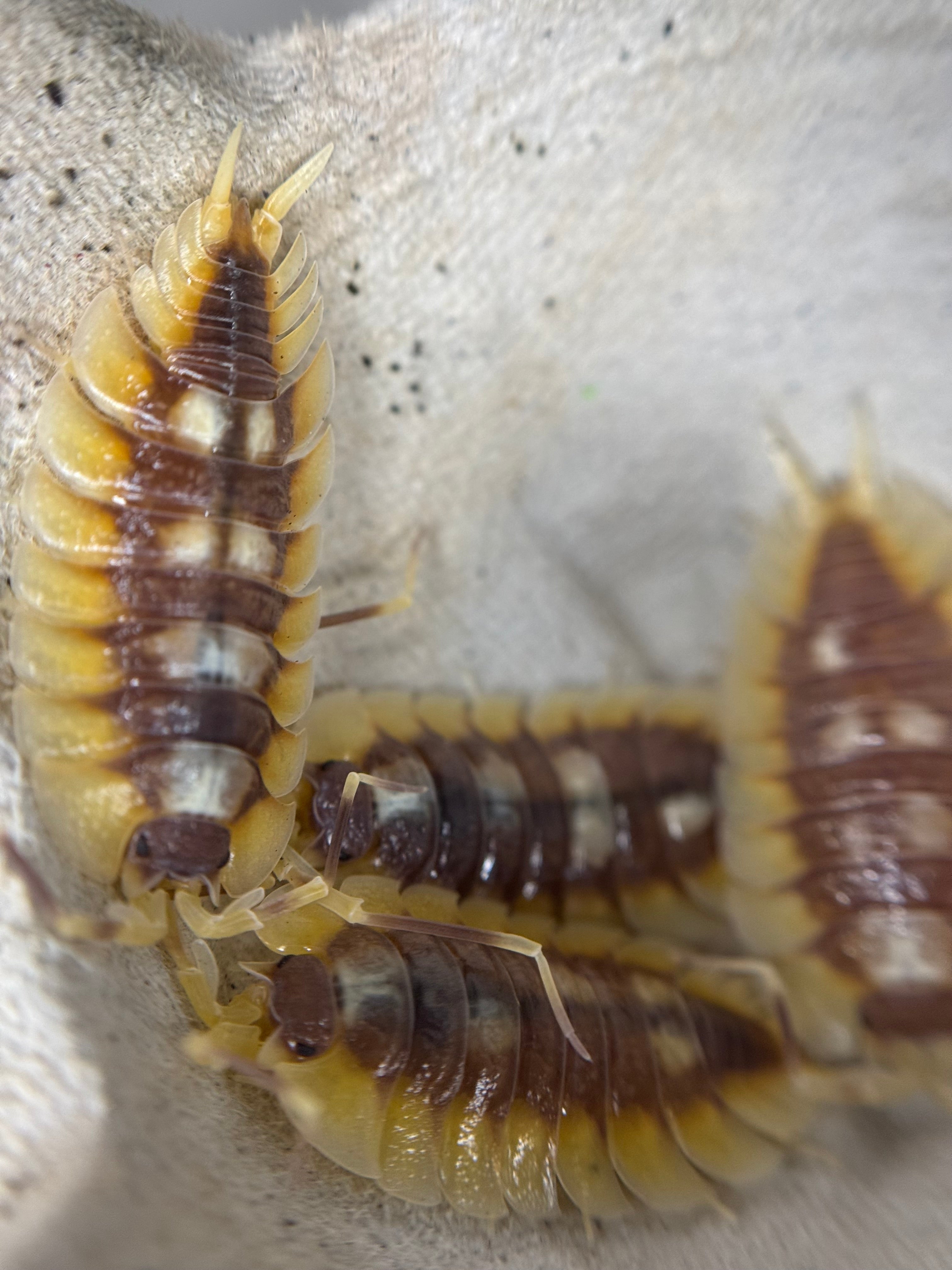 Porcellio Expansus Autumnal Equinox
