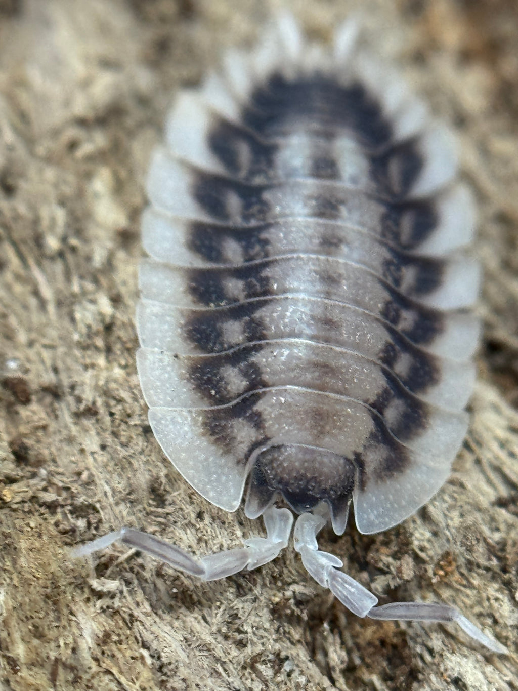 Porcellio Werneri Silverback