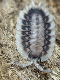 Porcellio Werneri Silverback