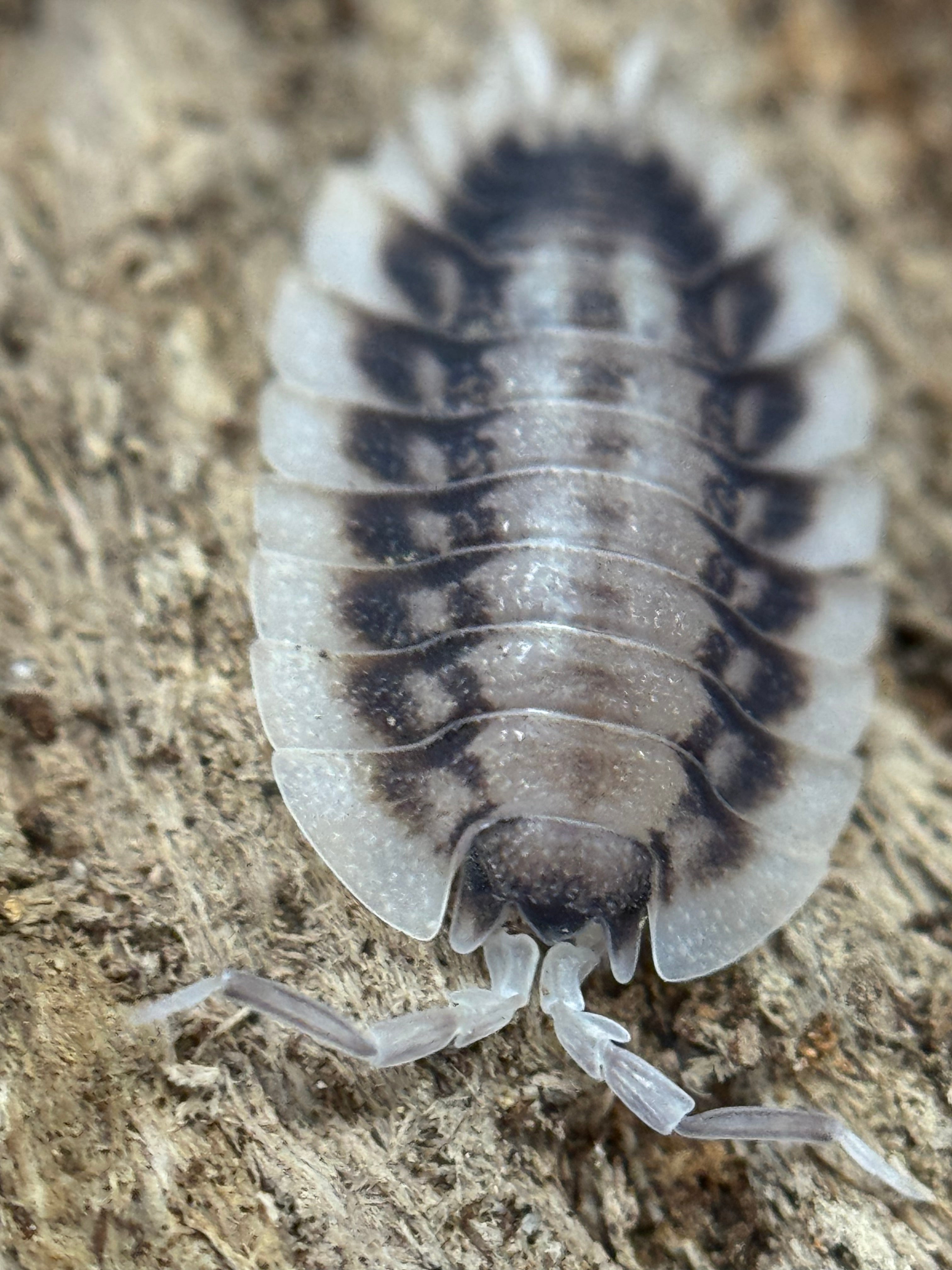 Porcellio Werneri Silverback