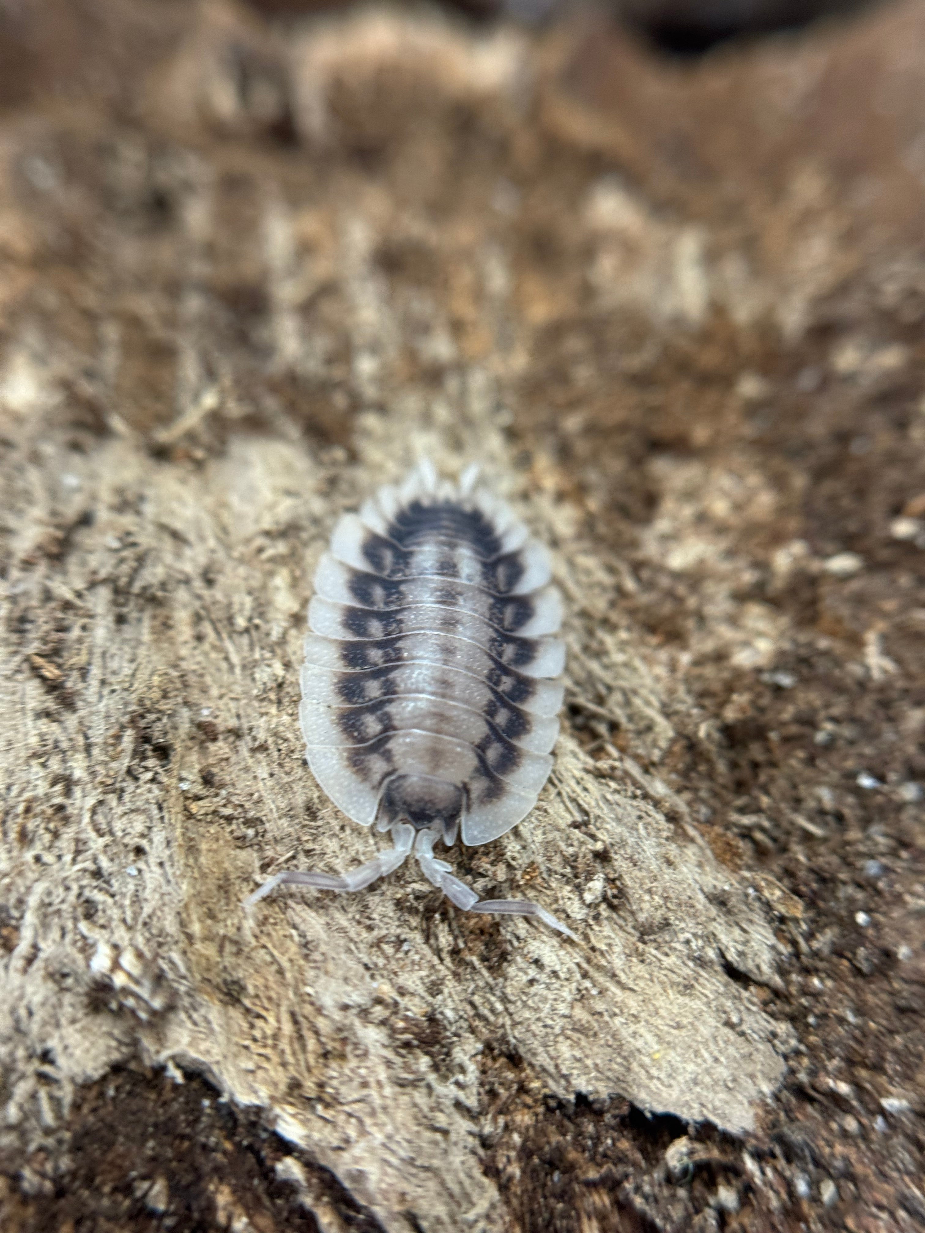 Porcellio Werneri Silverback