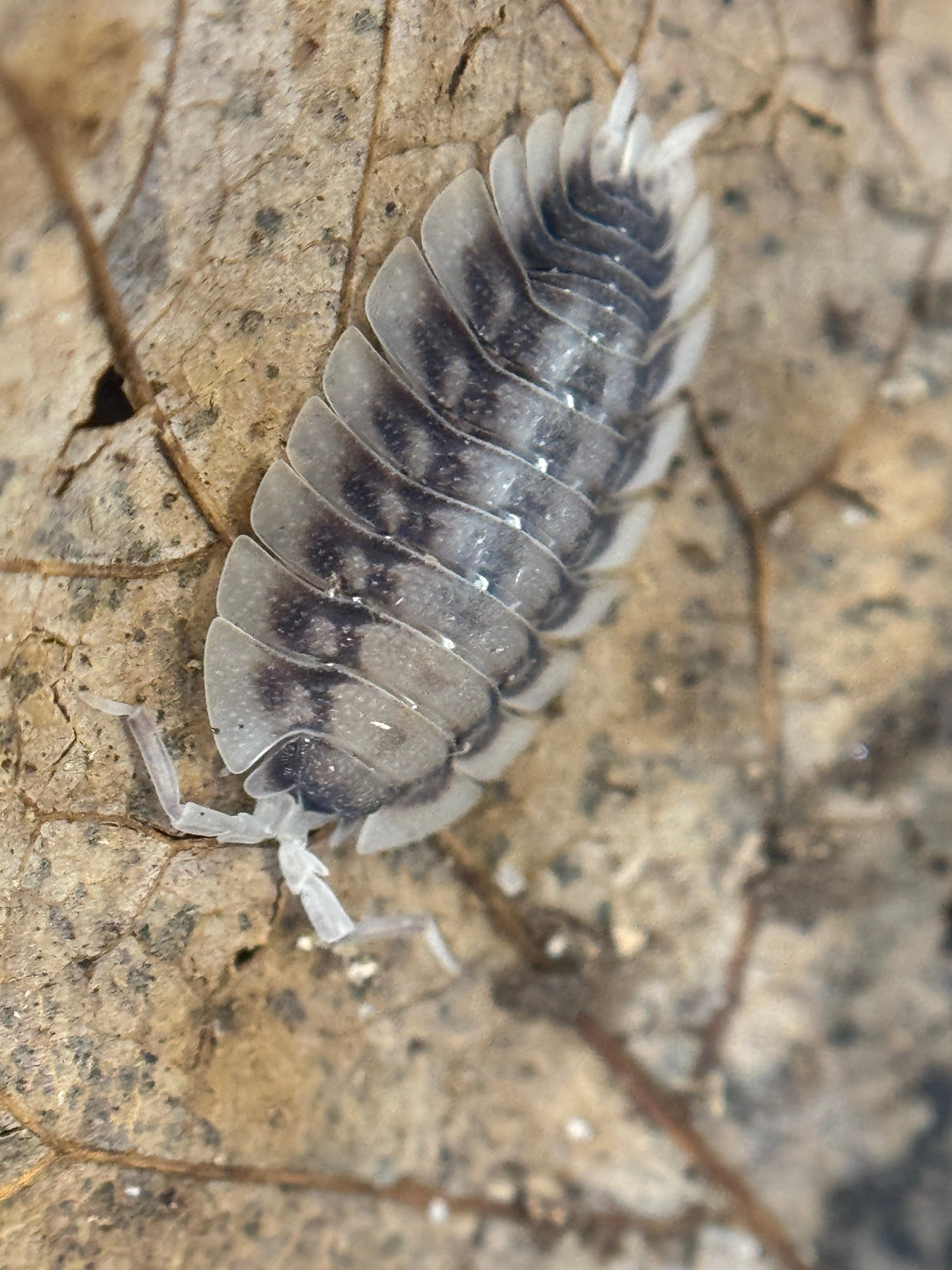 Porcellio Werneri Silverback