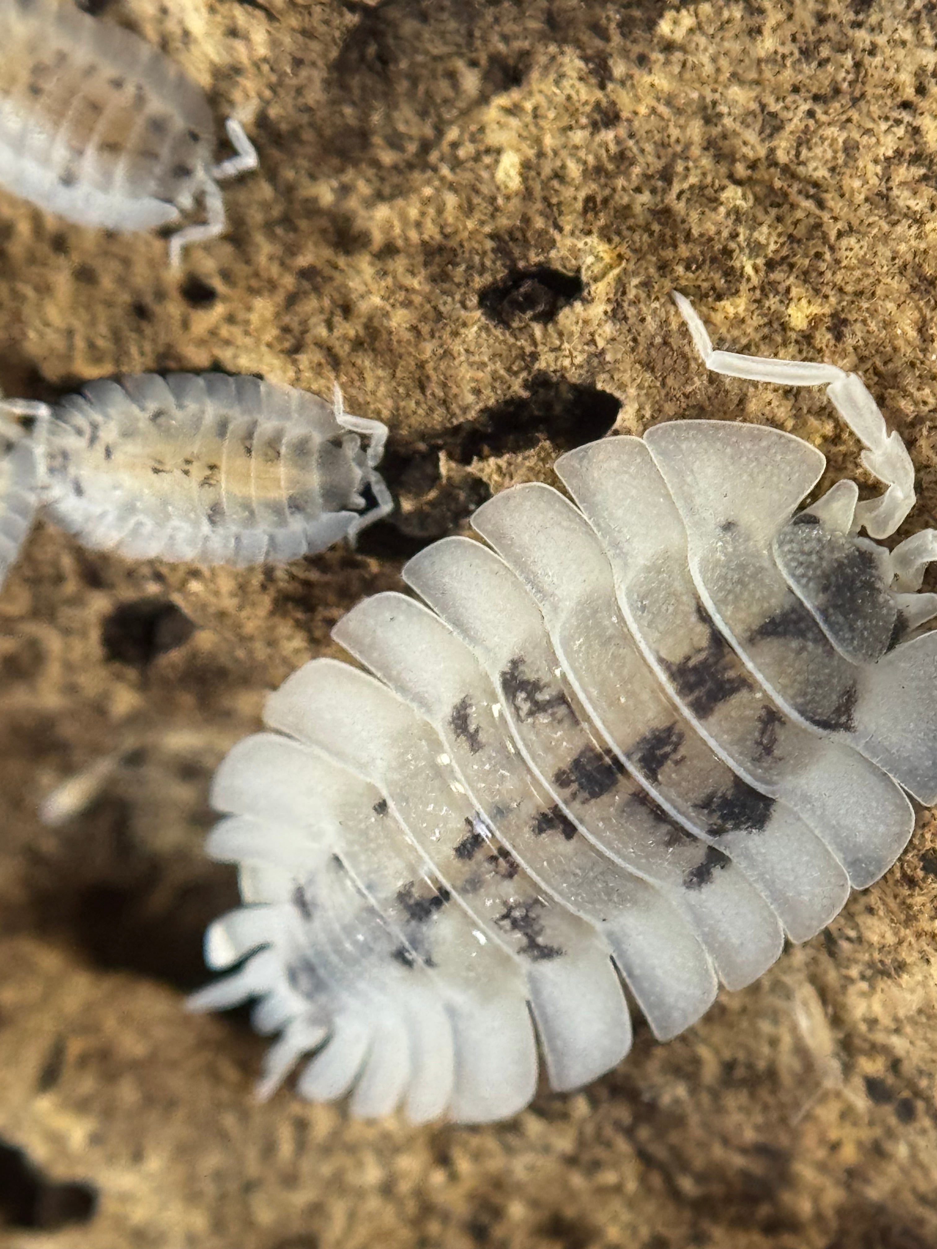 Porcellio werneri “dalmatian”