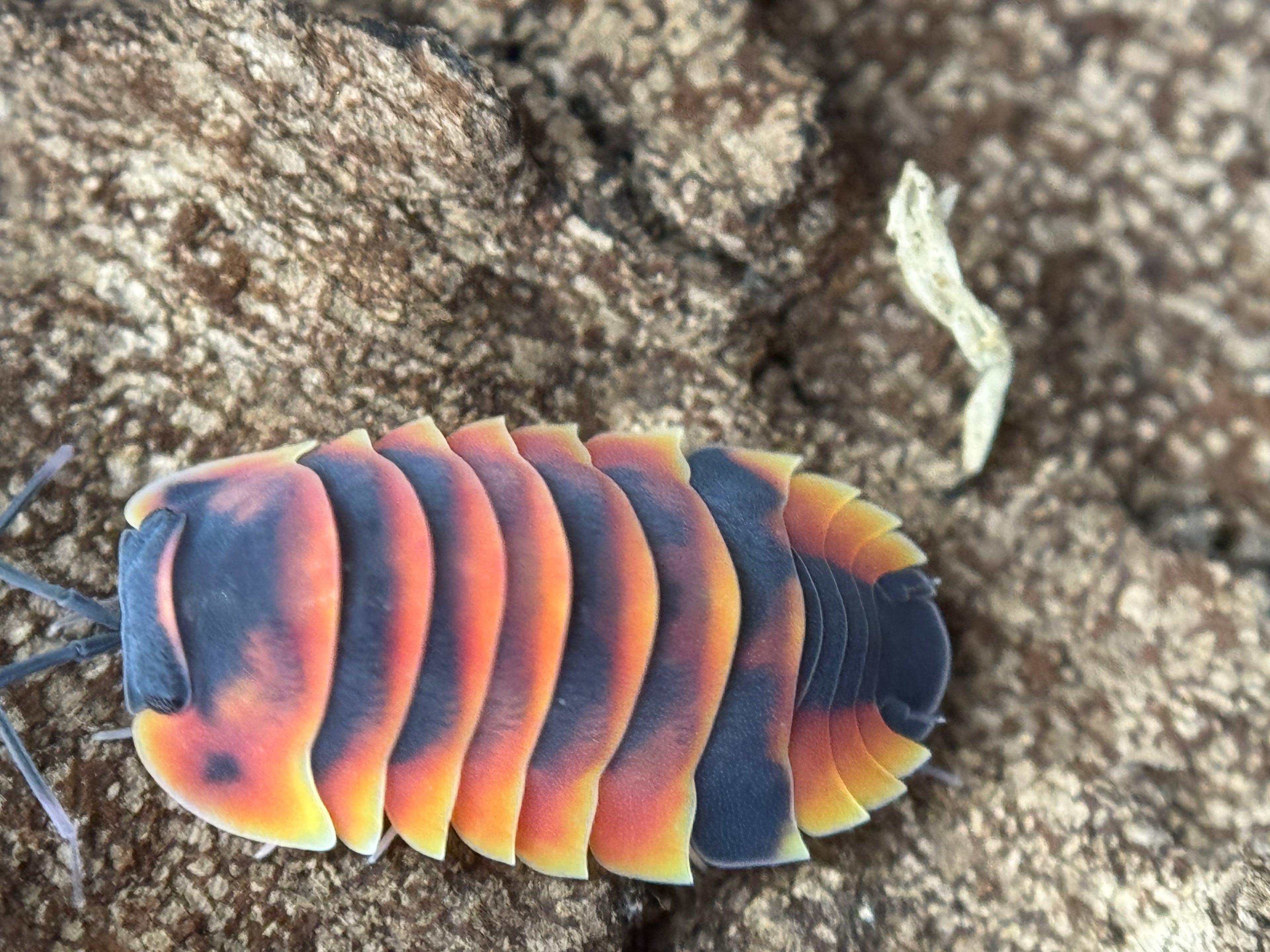 Ardentiella ember bee