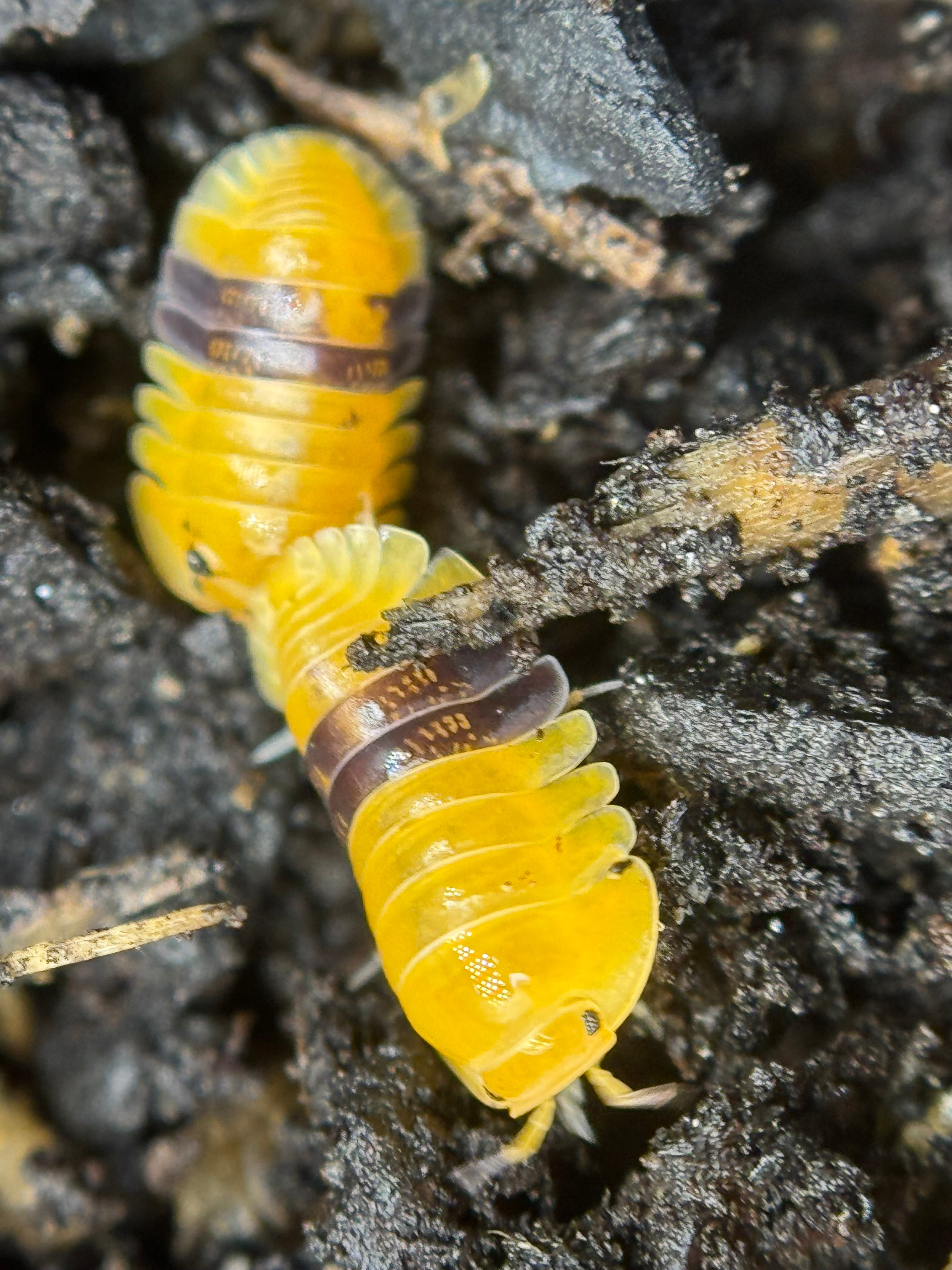 Cubaris Amber