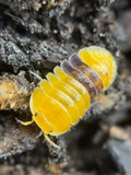 Cubaris Amber