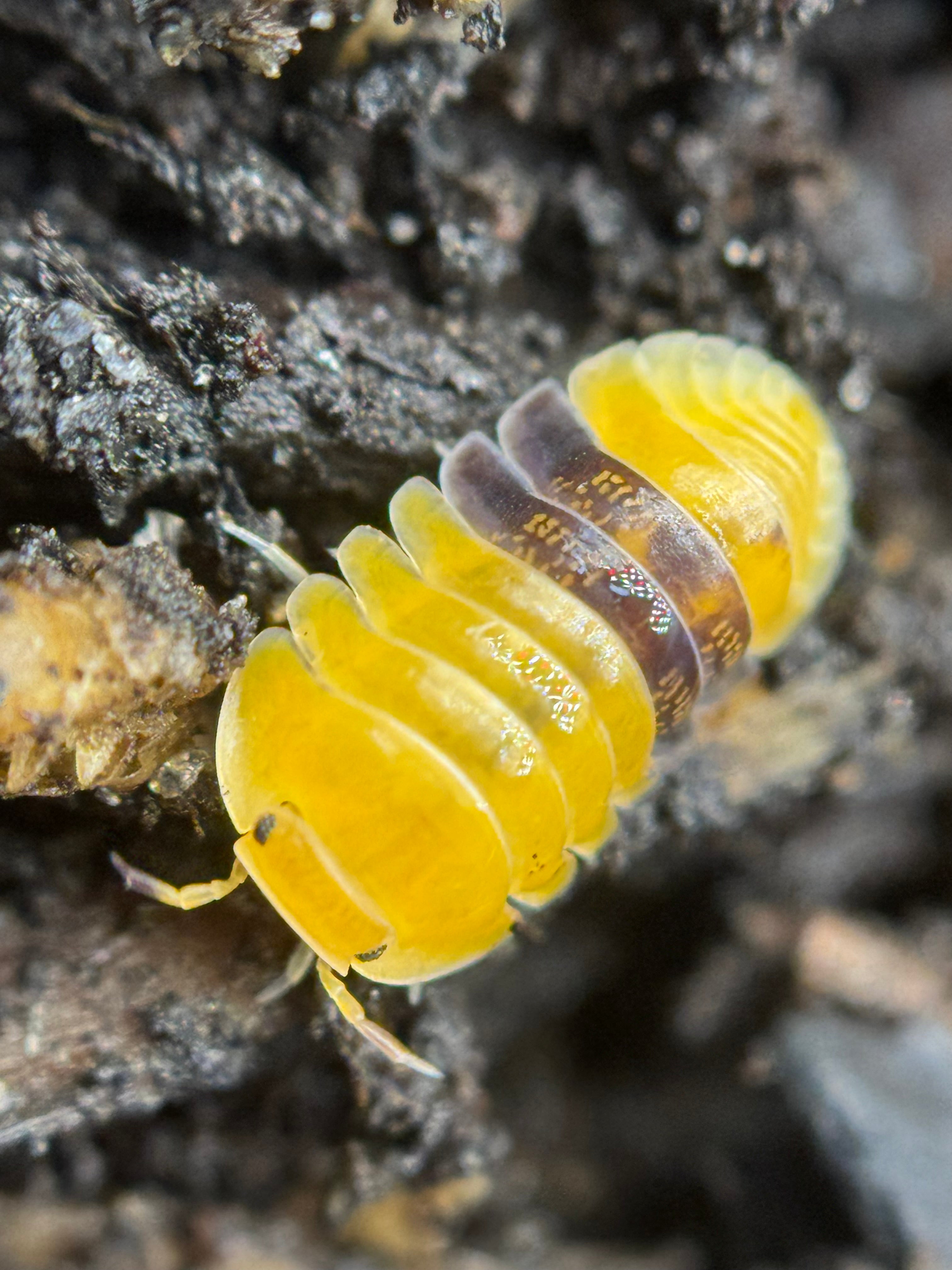 Cubaris Amber