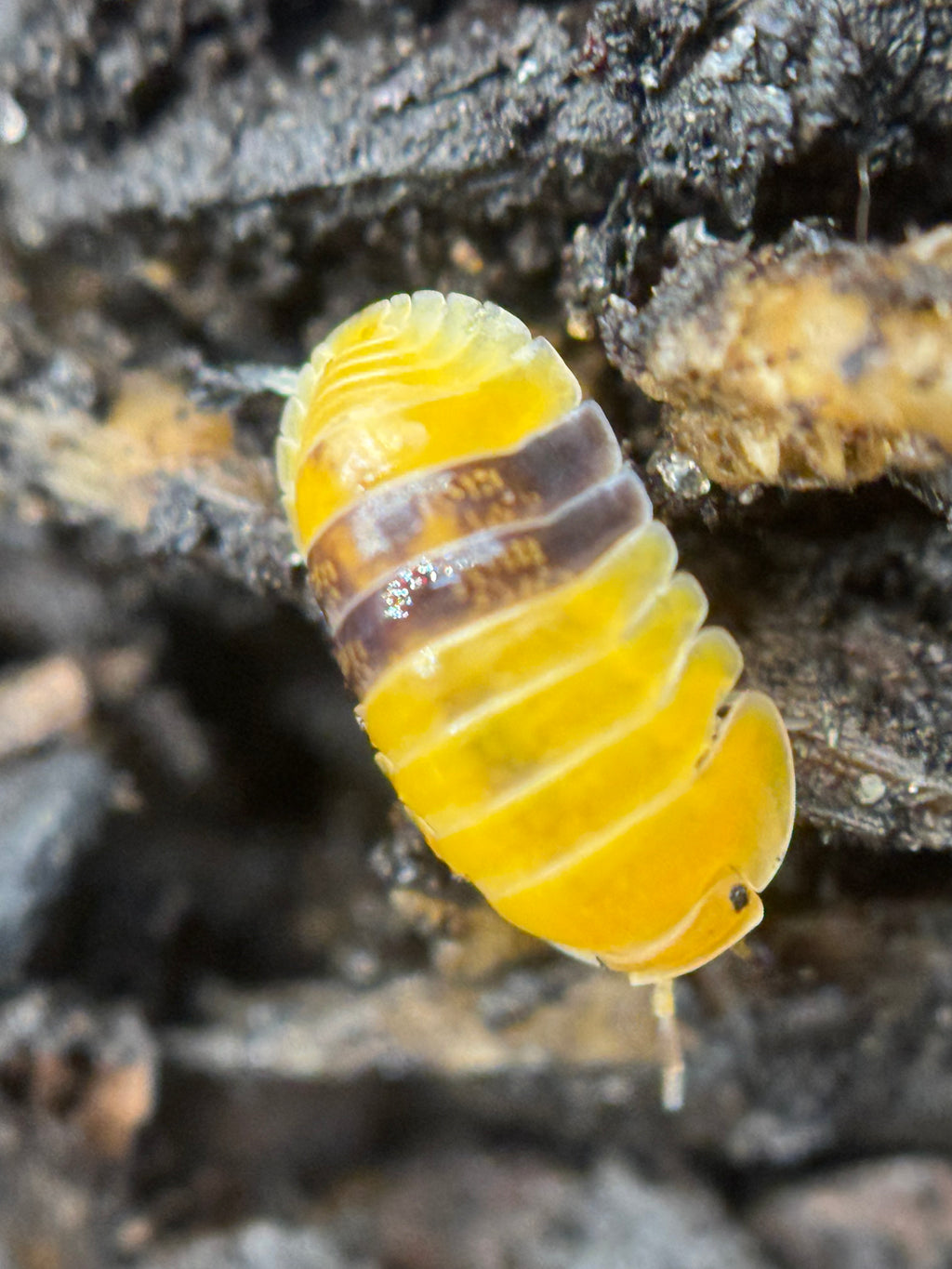 Cubaris Amber